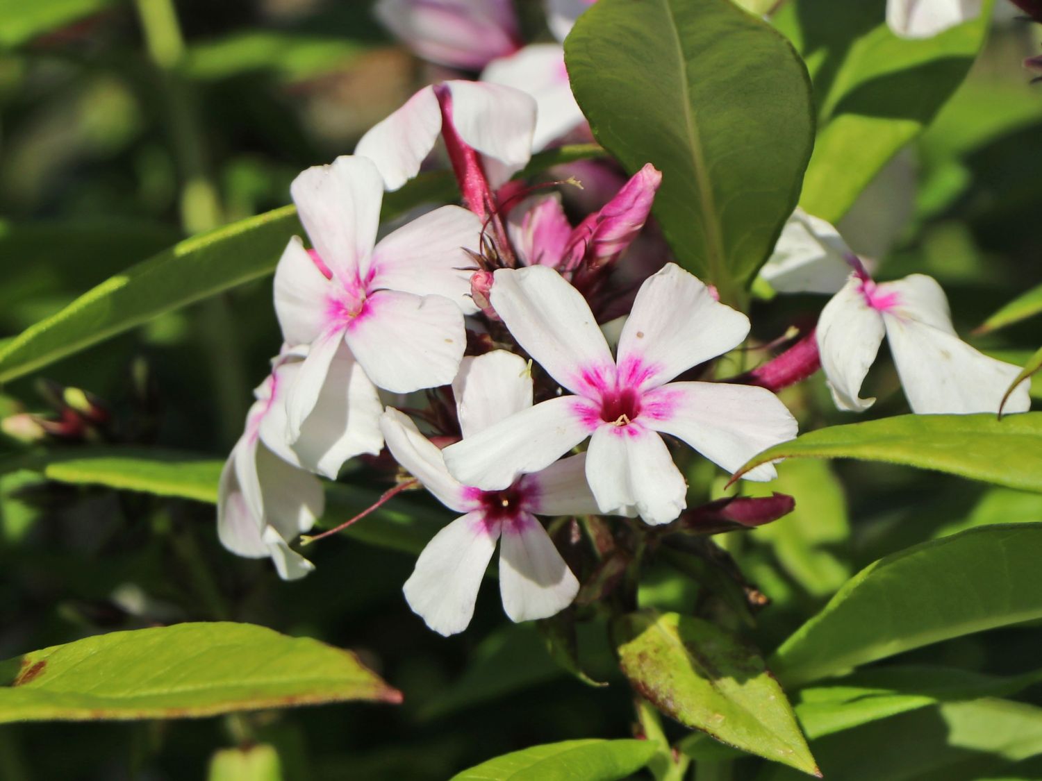 Hohe Flammenblume 'Famous White with Eye' - Phlox paniculata 'Famous White with Eye'