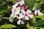 Hohe Flammenblume 'Famous White with Eye' - Phlox paniculata 'Famous White with Eye'
