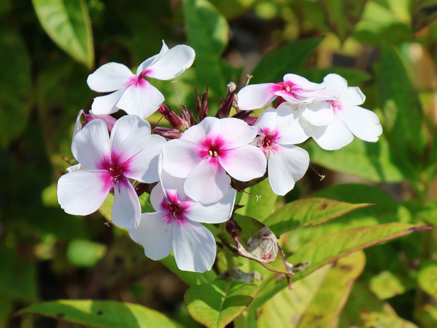Hohe Flammenblume 'Famous White with Eye' - Phlox paniculata 'Famous White with Eye'
