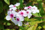 Hohe Flammenblume 'Famous White with Eye' - Phlox paniculata 'Famous White with Eye'