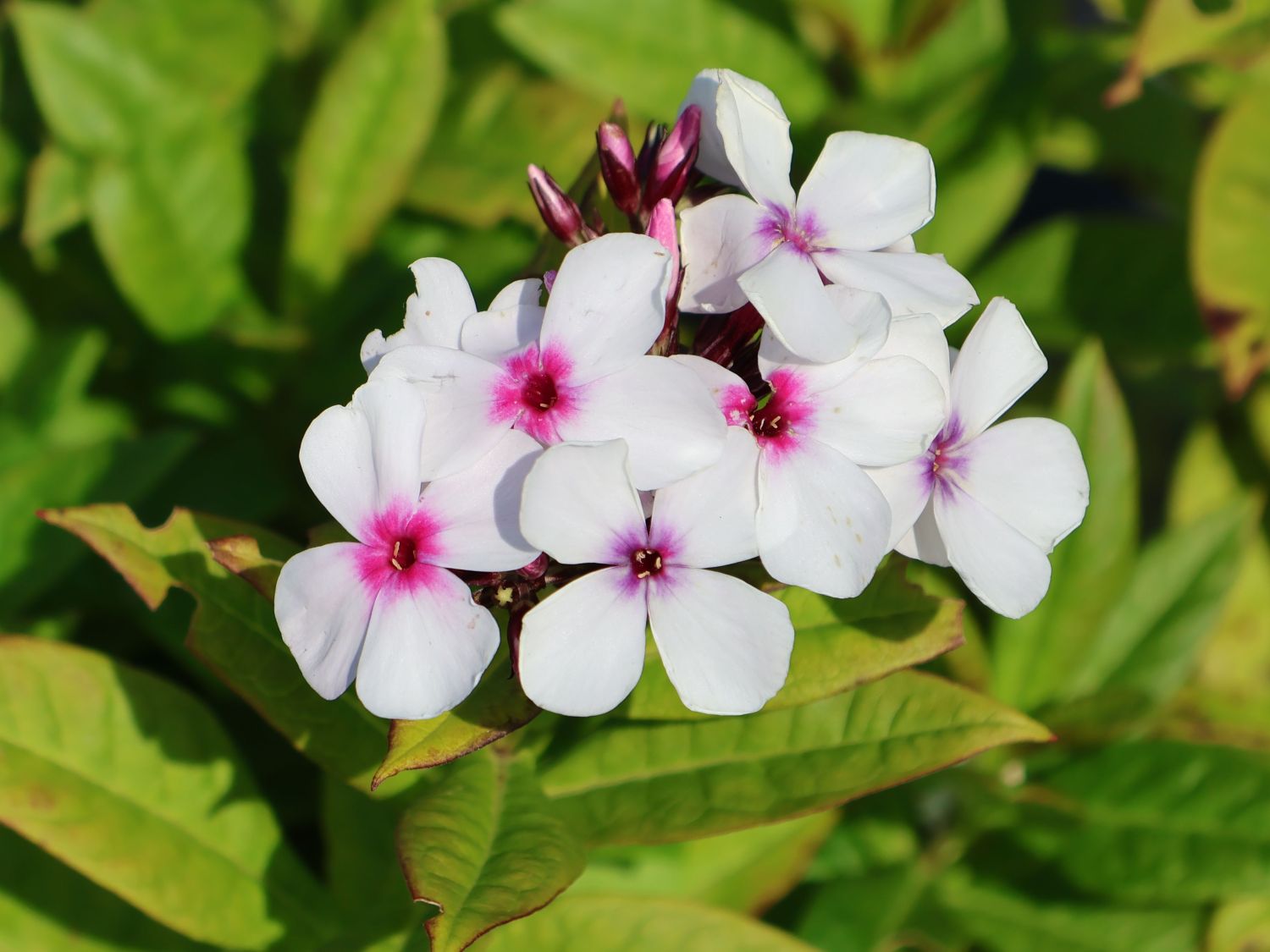 Hohe Flammenblume 'Famous White with Eye' - Phlox paniculata 'Famous White with Eye'