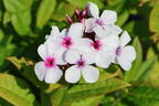 Hohe Flammenblume 'Famous White with Eye' - Phlox paniculata 'Famous White with Eye'