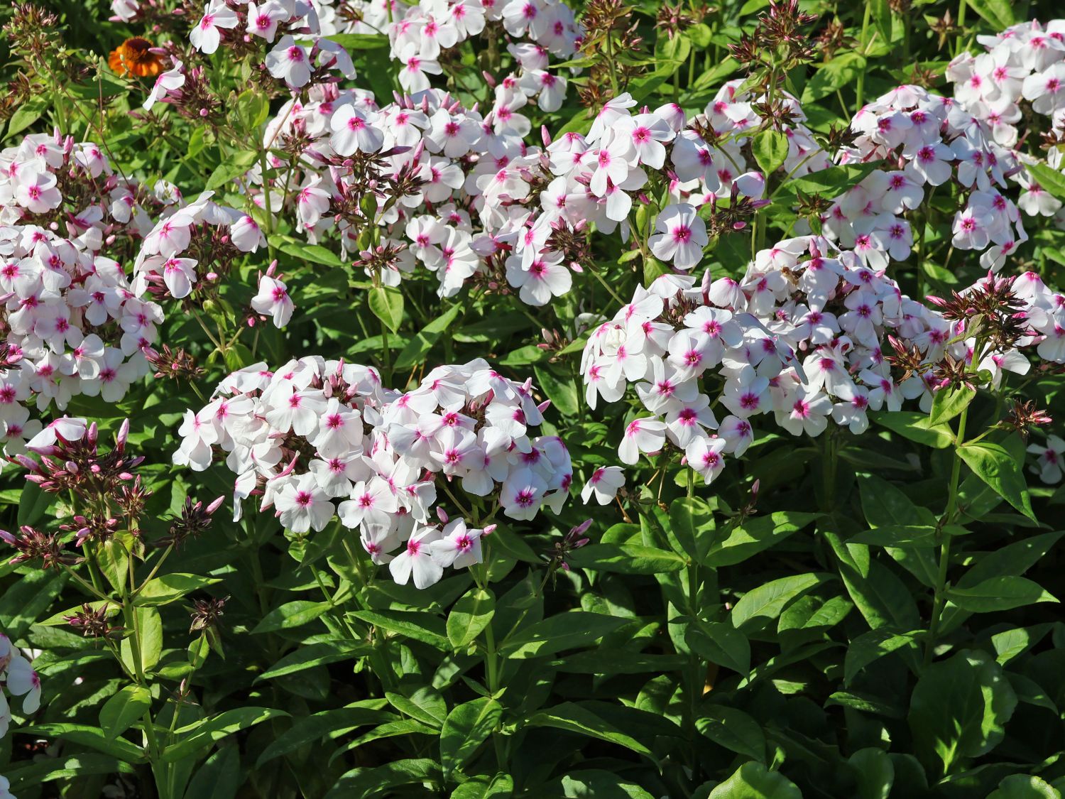 Hohe Flammenblume 'Famous White with Eye' - Phlox paniculata 'Famous White with Eye'