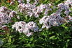 Hohe Flammenblume 'Famous White with Eye' - Phlox paniculata 'Famous White with Eye'