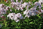 Hohe Flammenblume 'Famous White with Eye' - Phlox paniculata 'Famous White with Eye'