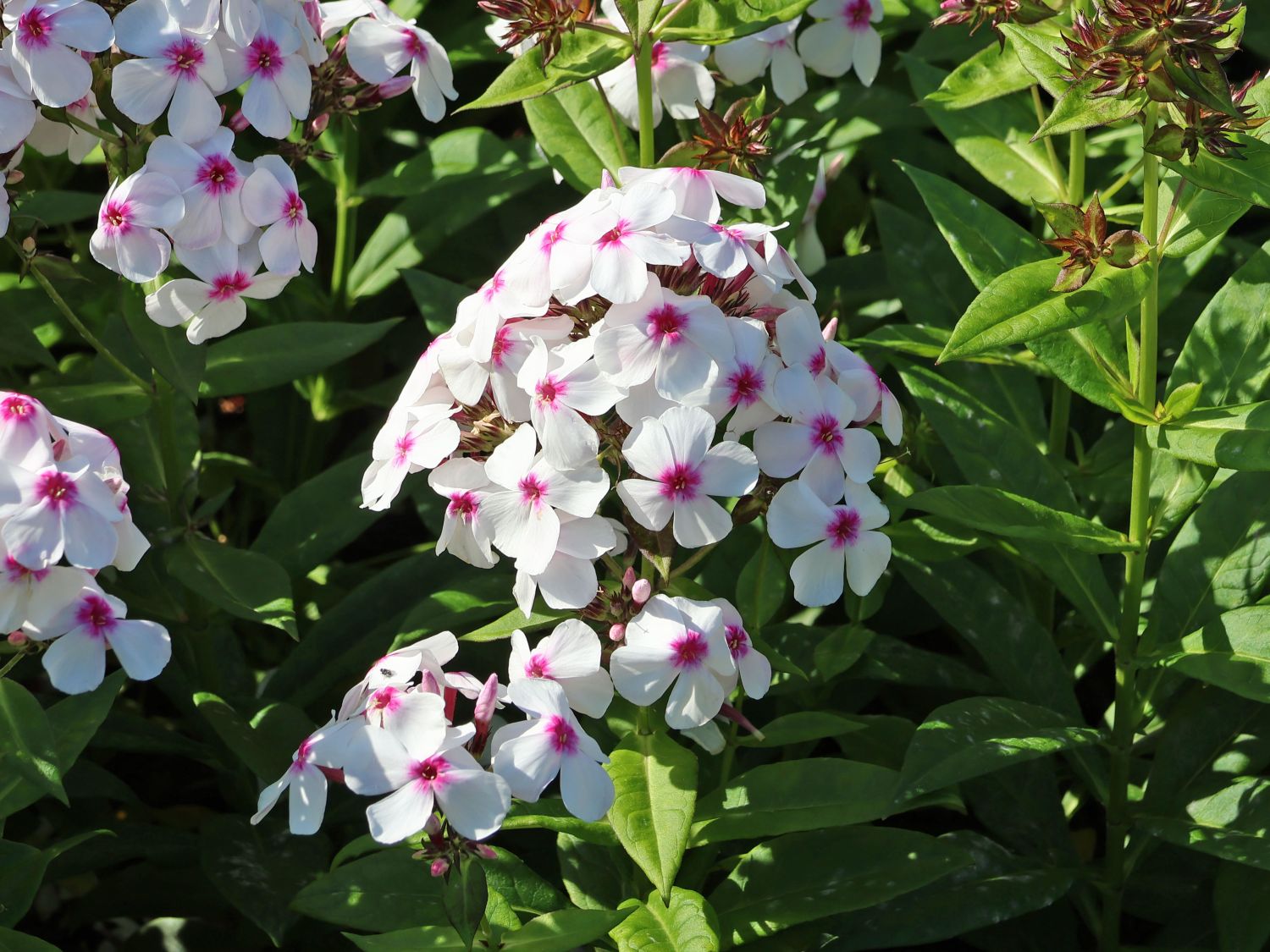 Hohe Flammenblume 'Famous White with Eye' - Phlox paniculata 'Famous White with Eye'