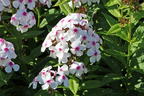 Hohe Flammenblume 'Famous White with Eye' - Phlox paniculata 'Famous White with Eye'