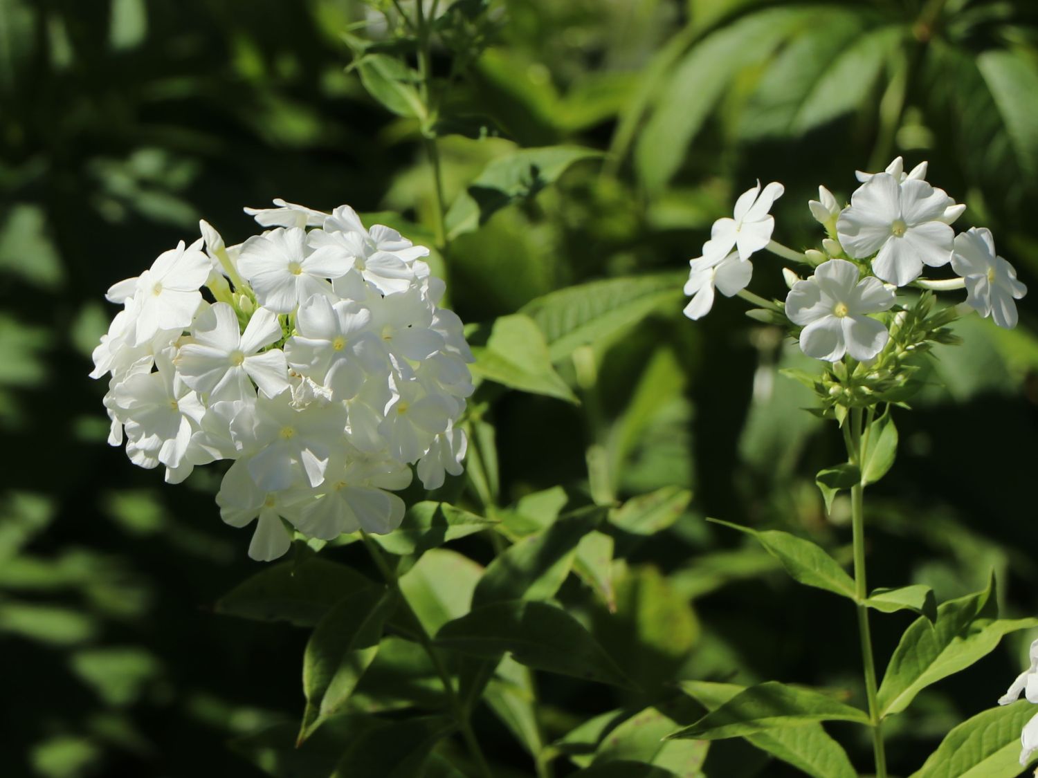 Hohe Flammenblume 'Fujiyama'