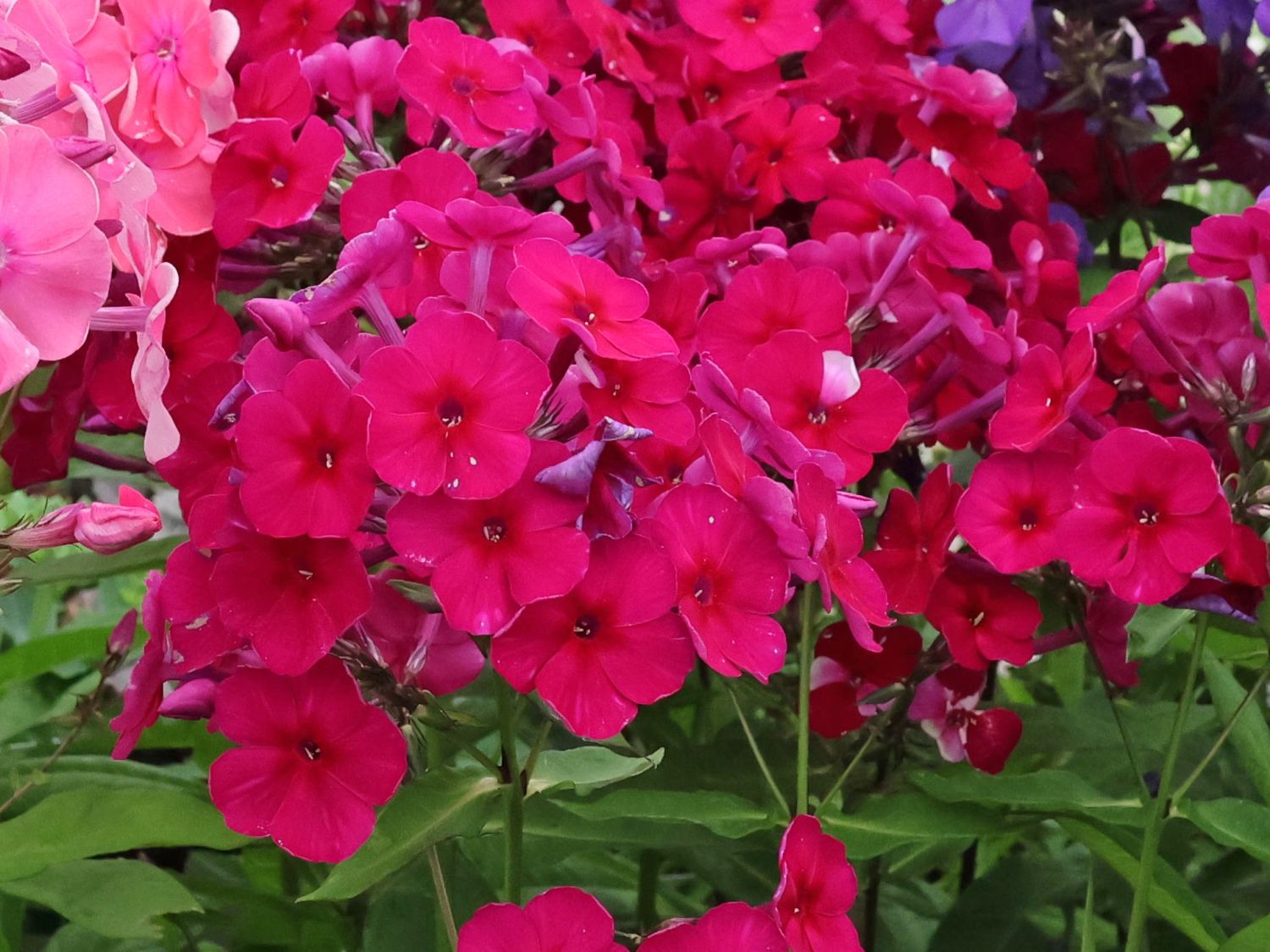 Hohe Flammenblume 'Kirchenfürst'