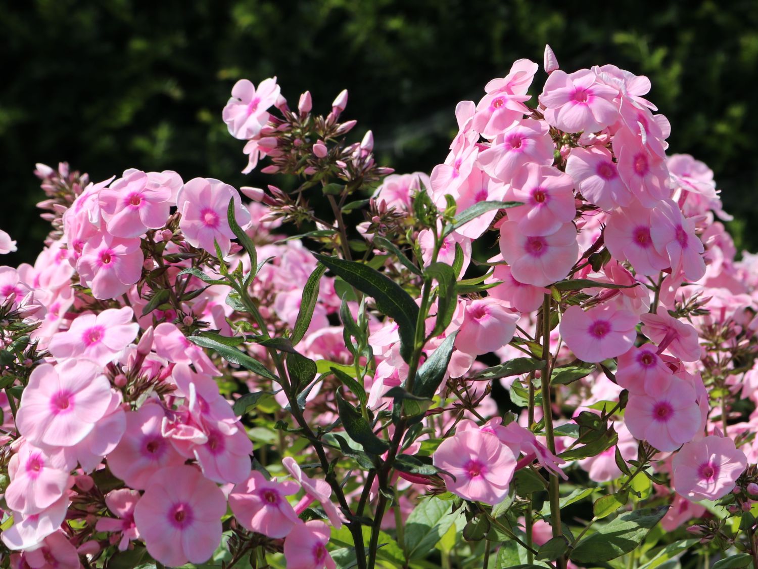 Hohe Flammenblume 'Landpartie'