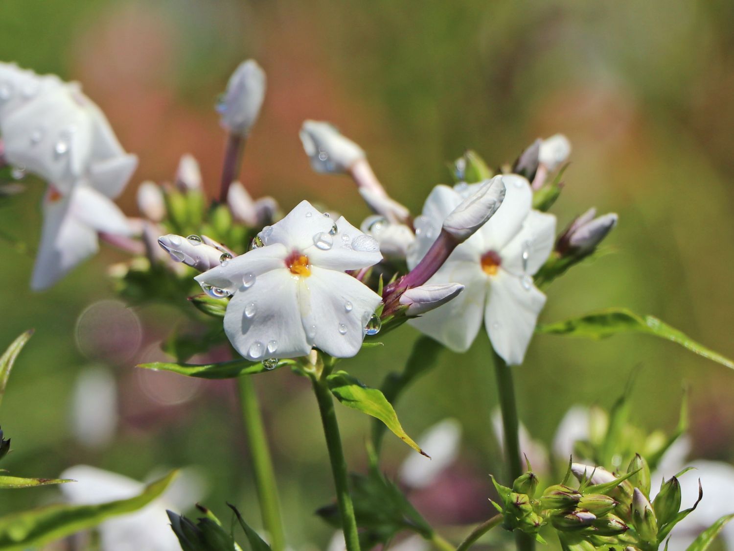 Hohe Flammenblume 'Minnie Pearl'