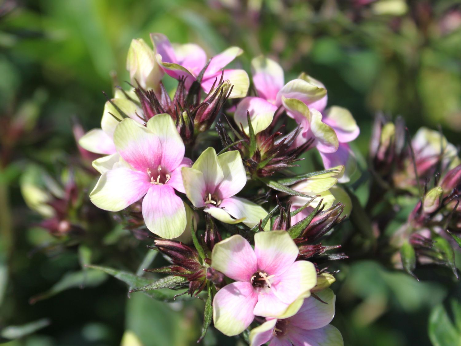 Hohe Flammenblume 'Mystique Green'