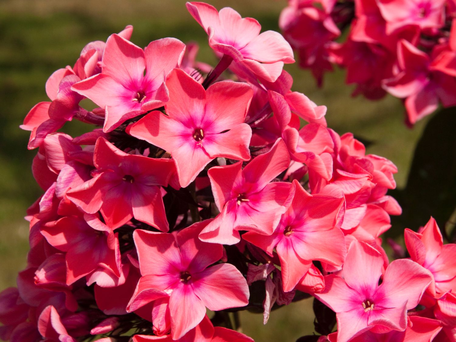 Hohe Flammenblume 'Orange' / 'Orange Perfection'