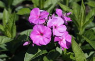 Hohe Flammenblume 'Peacock Lilac'