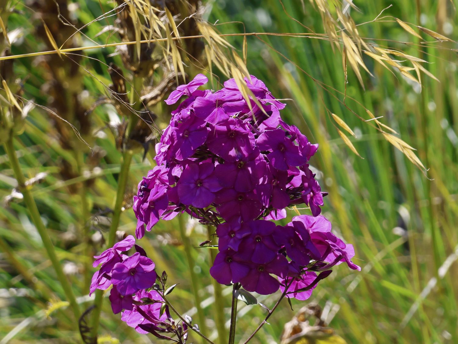 Hohe Flammenblume 'Purple Rain'