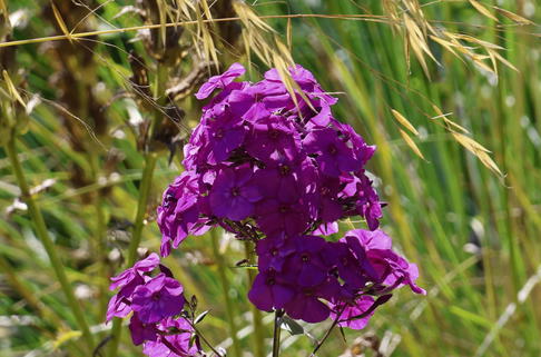 Hohe Flammenblume 'Purple Rain' - Phlox paniculata 'Purple Rain'