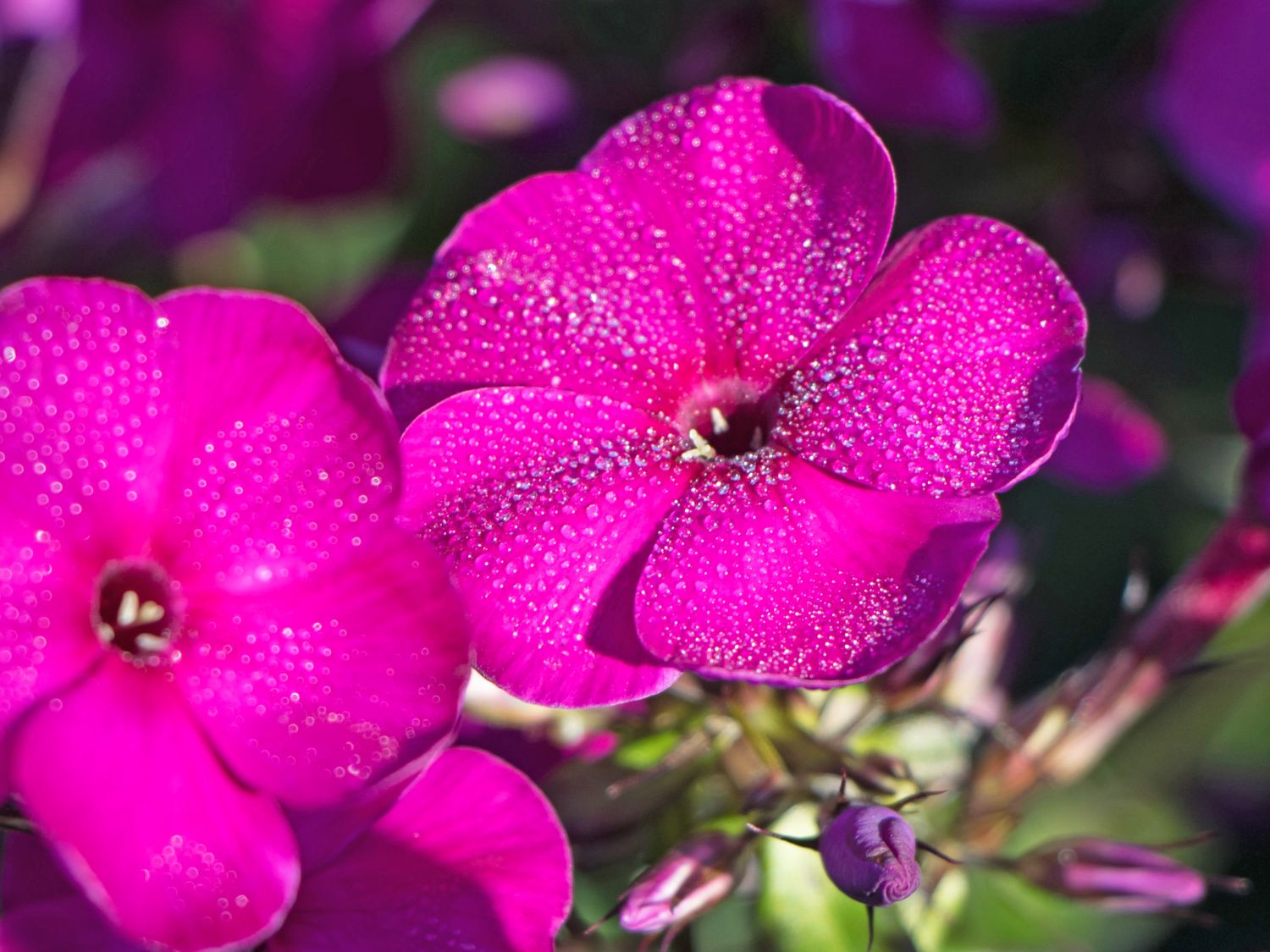 Hohe Flammenblume 'Raving Beauty'