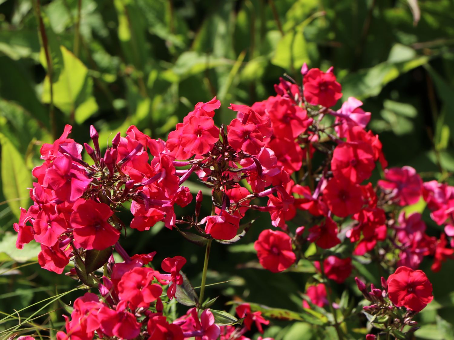 Hohe Flammenblume 'Red Riding Hood'