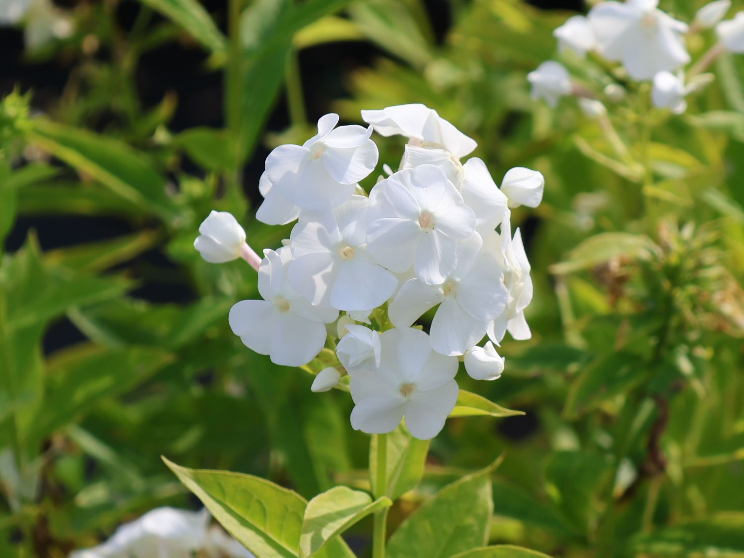 Hohe Flammenblume 'REMBRANDT' ®