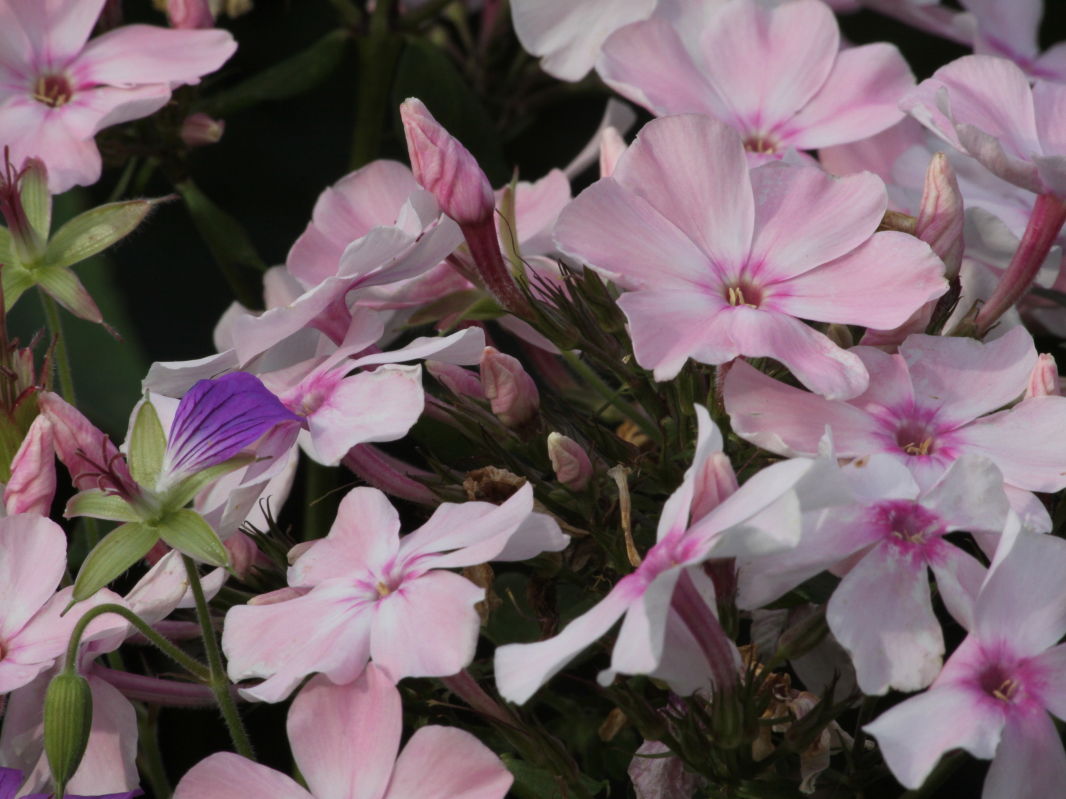 Hohe Flammenblume 'Rosa Pastell'