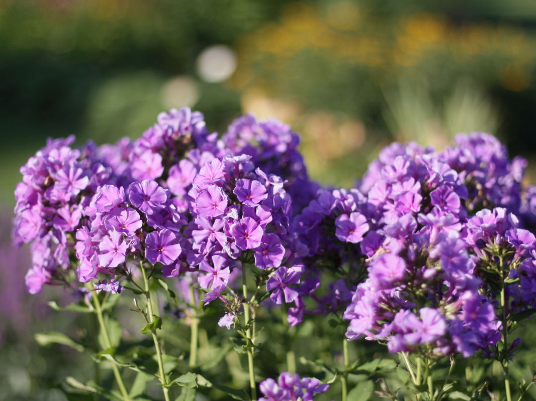 Flammenblumen (Phlox)