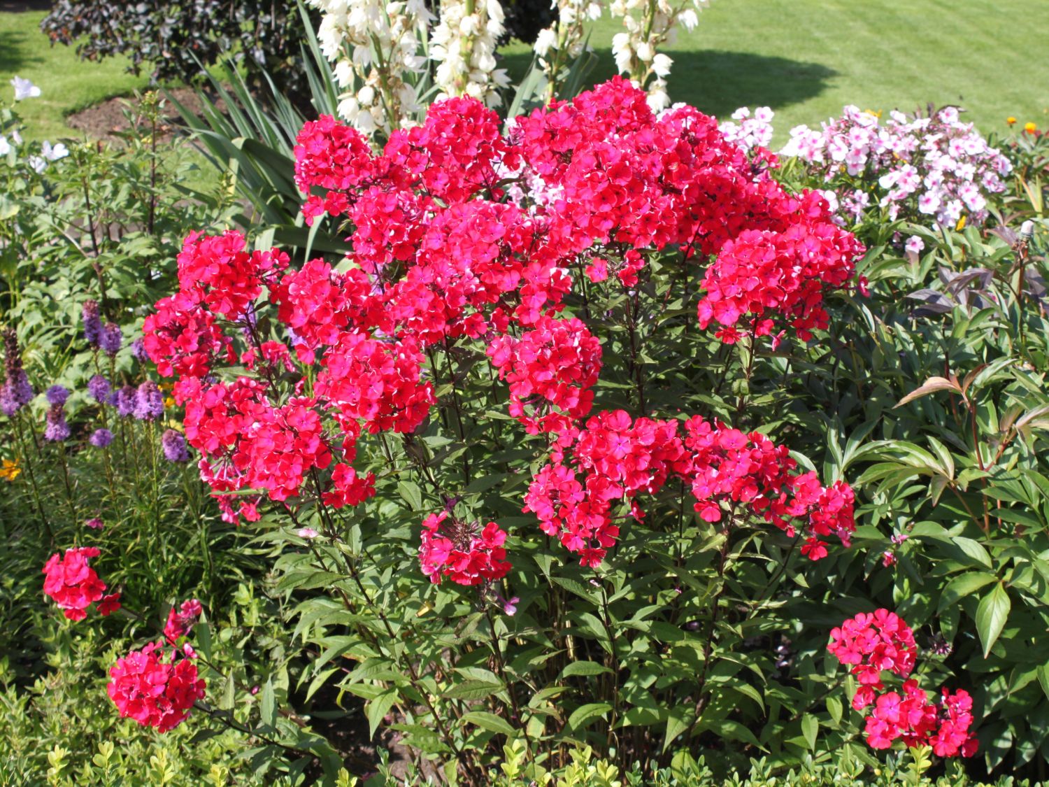 Hohe Flammenblume 'Starfire'
