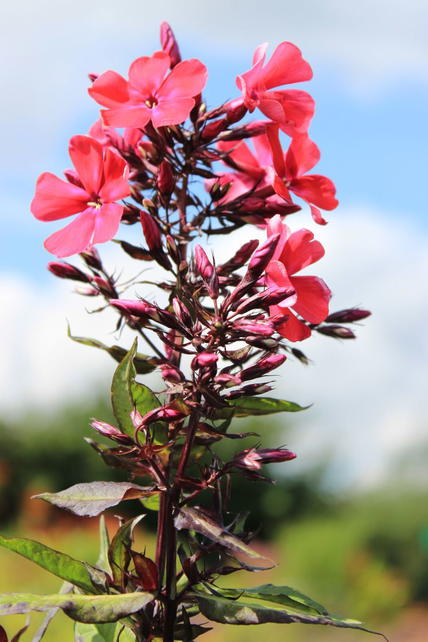 Hohe Flammenblume 'Starfire' - Schönste Stauden & Expertenwissen
