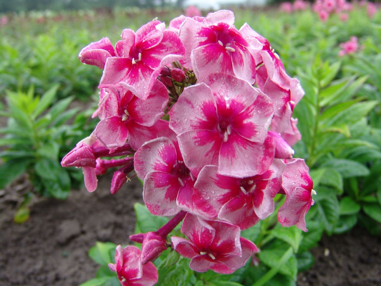 Hohe Flammenblume 'Stars and Stripes'