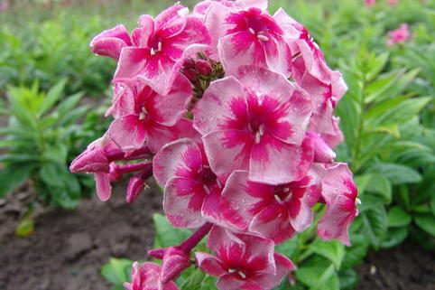 Hohe Flammenblume 'Stars and Stripes' - Phlox paniculata 'Stars and Stripes'