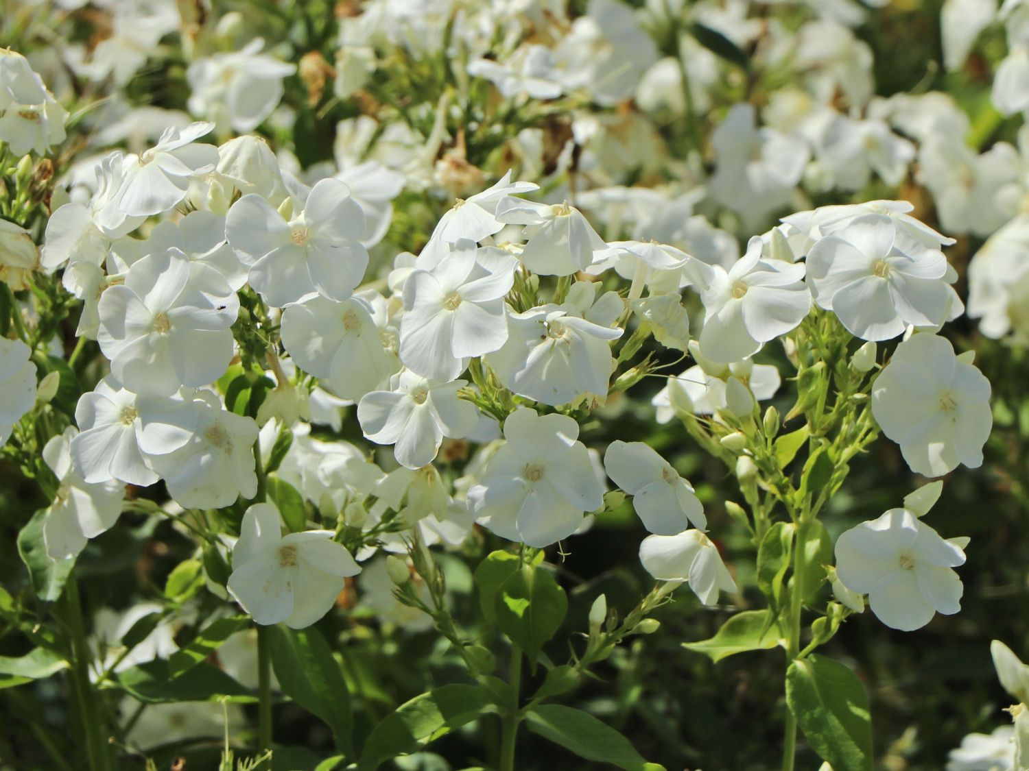 Hohe Flammenblume 'Sweet Summer Snow'