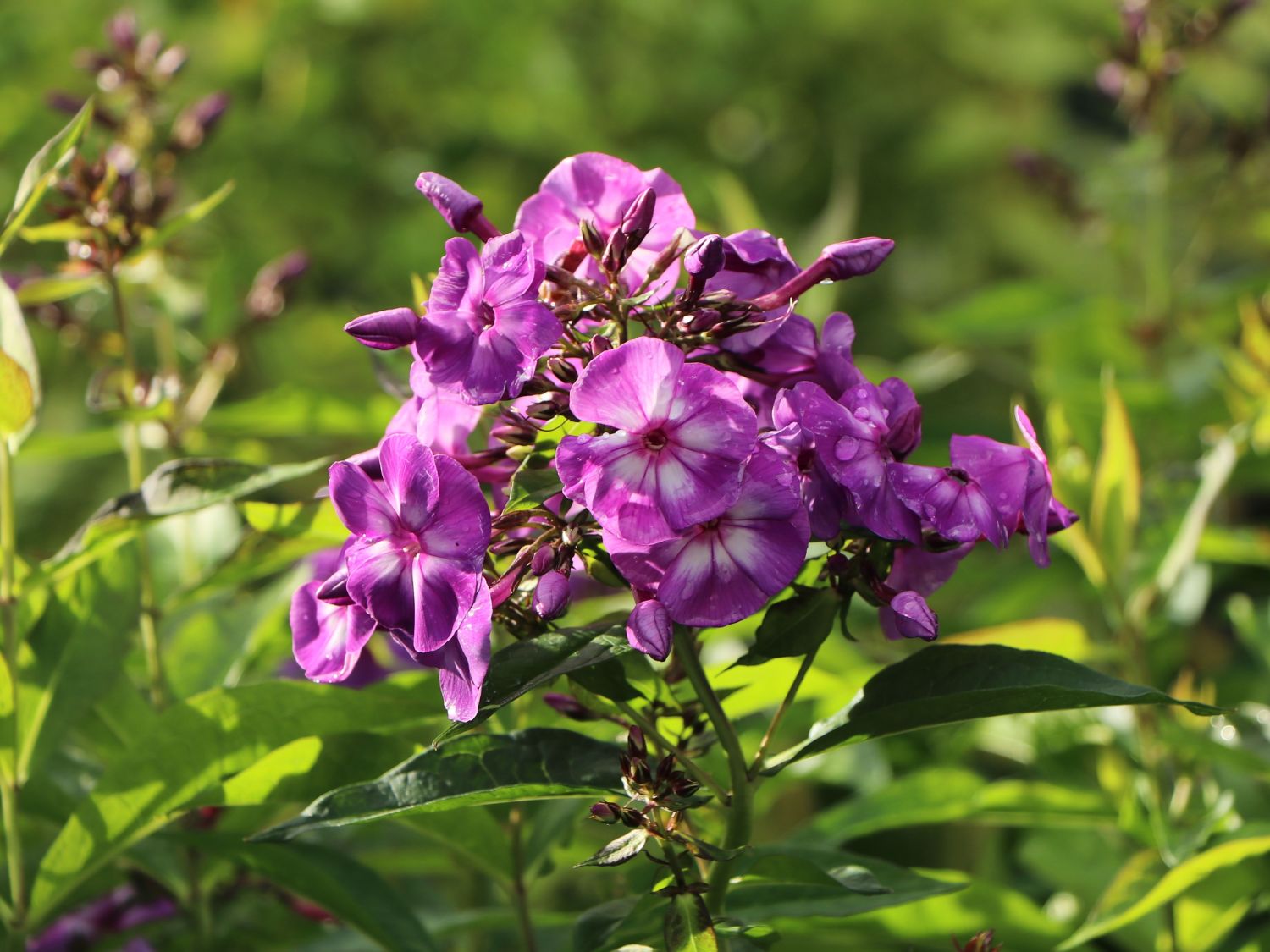 Hohe Flammenblume 'Sweet Summer Surprise'