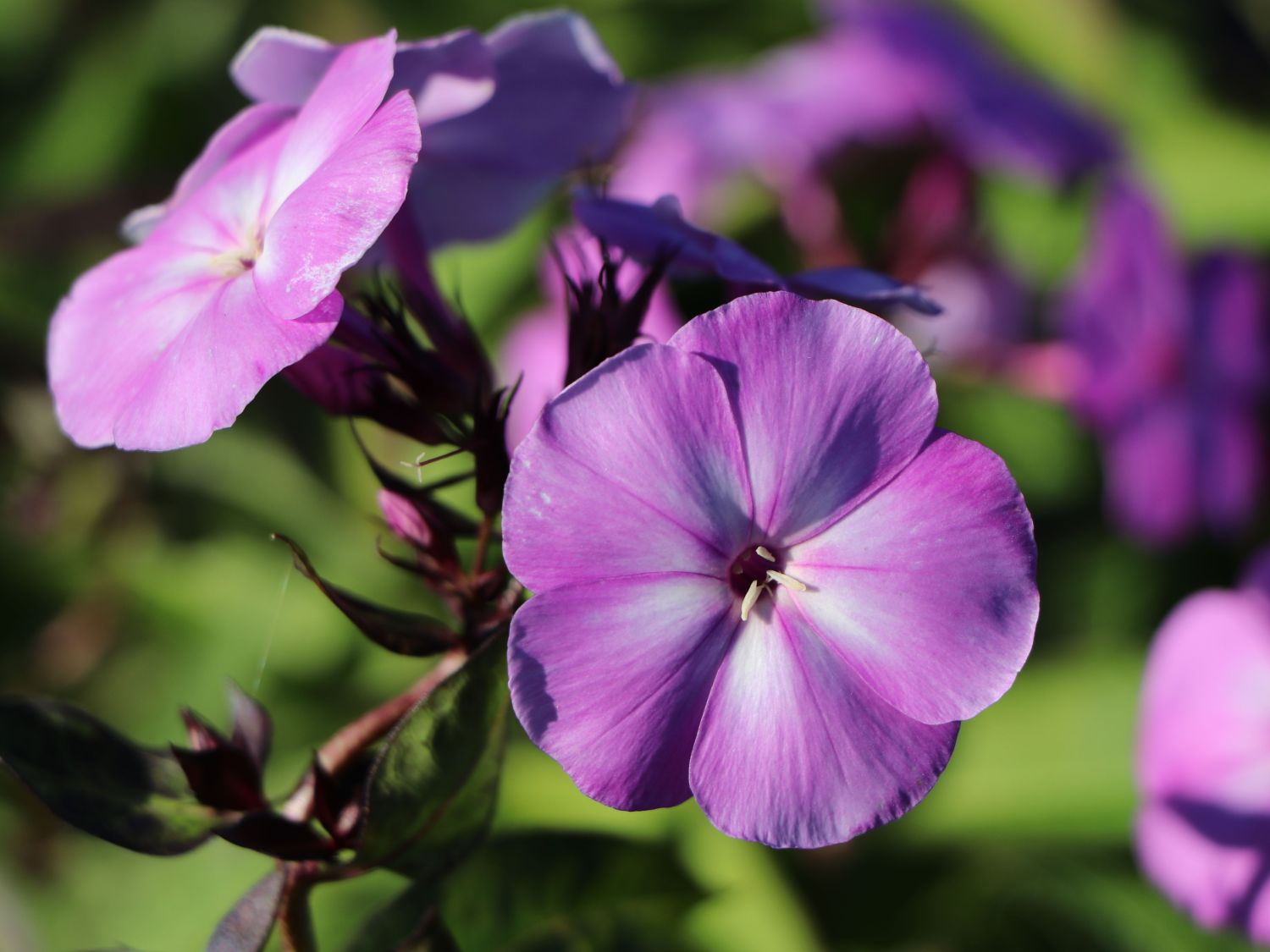 Hohe Flammenblume 'Sweet Summer Temptation'