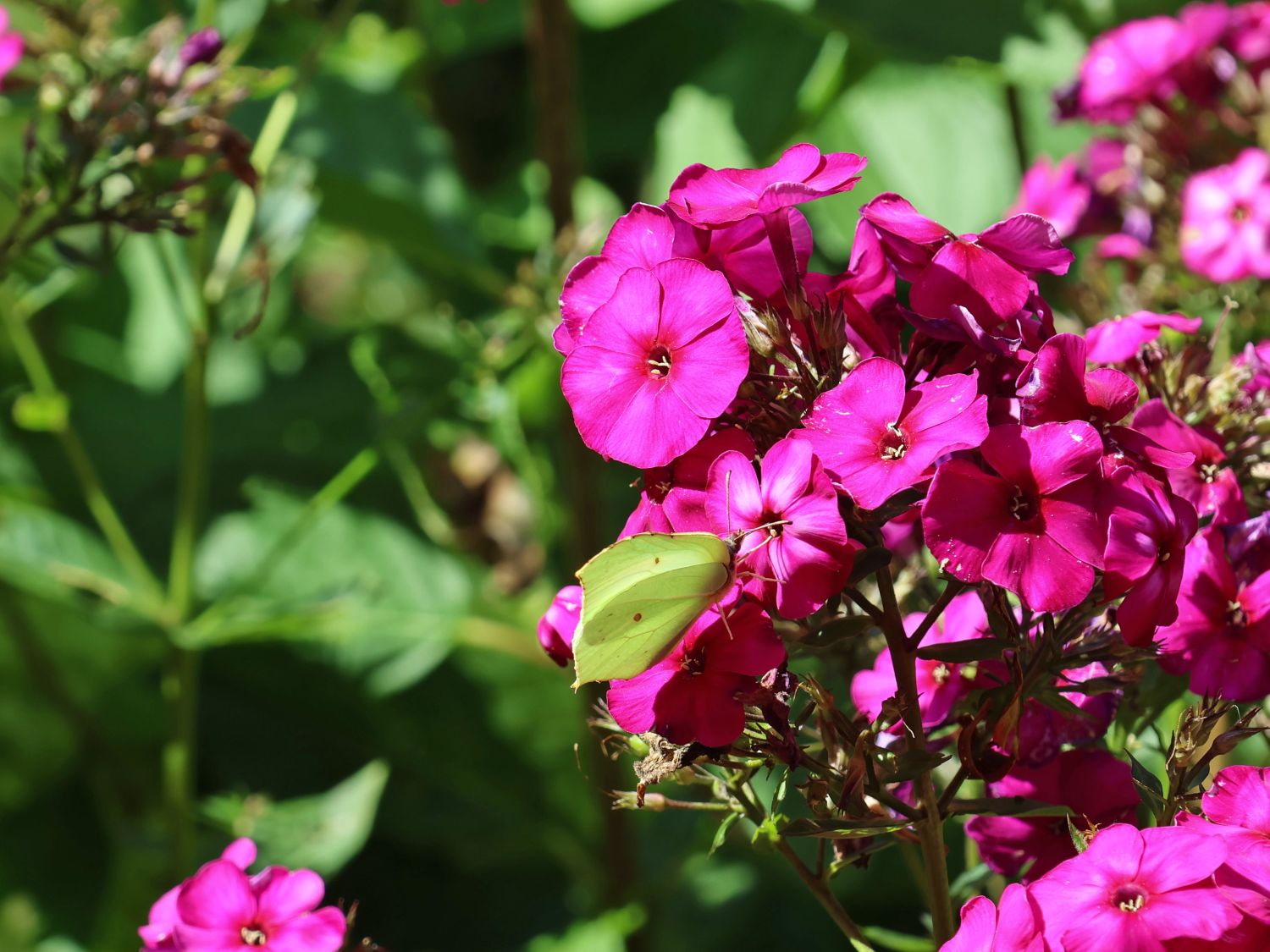 Hohe Flammenblume 'The King'