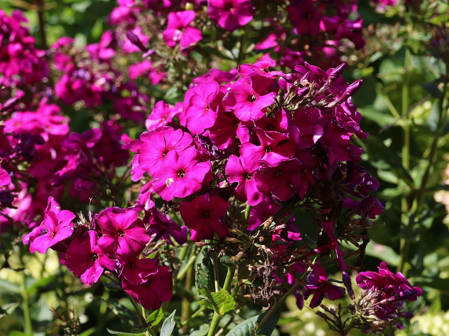 Hohe Flammenblume 'The King' - Phlox paniculata 'The King'