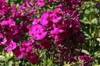 Hohe Flammenblume 'The King' - Phlox paniculata 'The King'