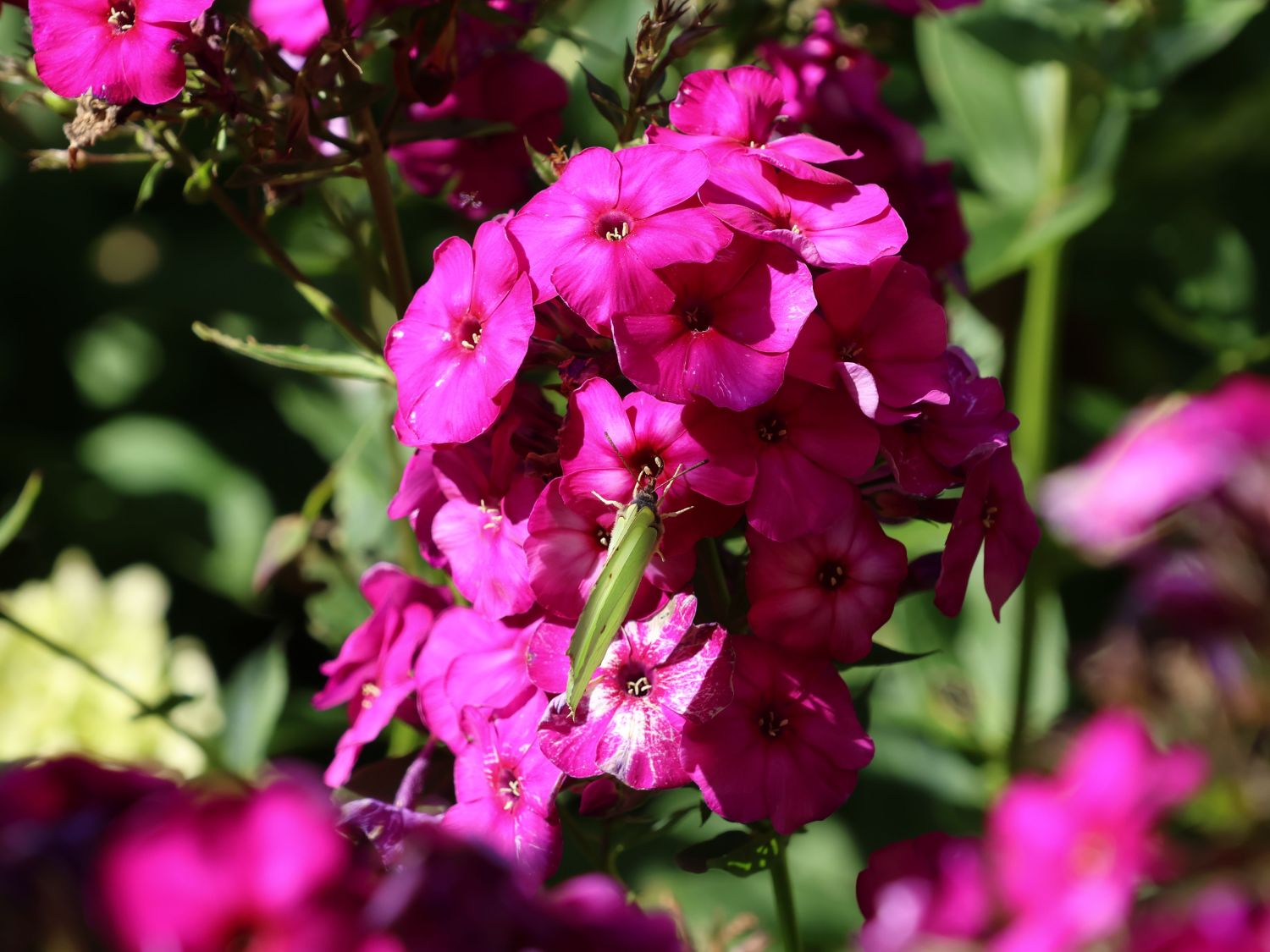 Hohe Flammenblume 'The King' - Phlox paniculata 'The King'