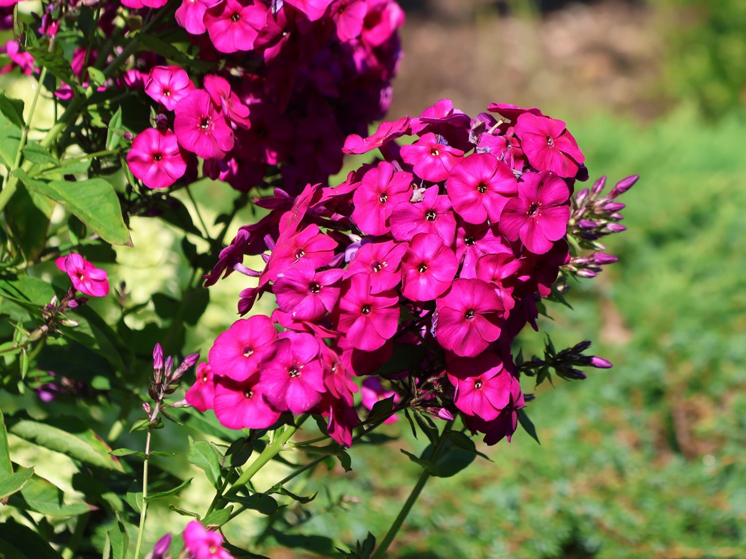 Hohe Flammenblume 'The King' - Phlox paniculata 'The King'