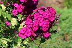 Hohe Flammenblume 'The King' - Phlox paniculata 'The King'