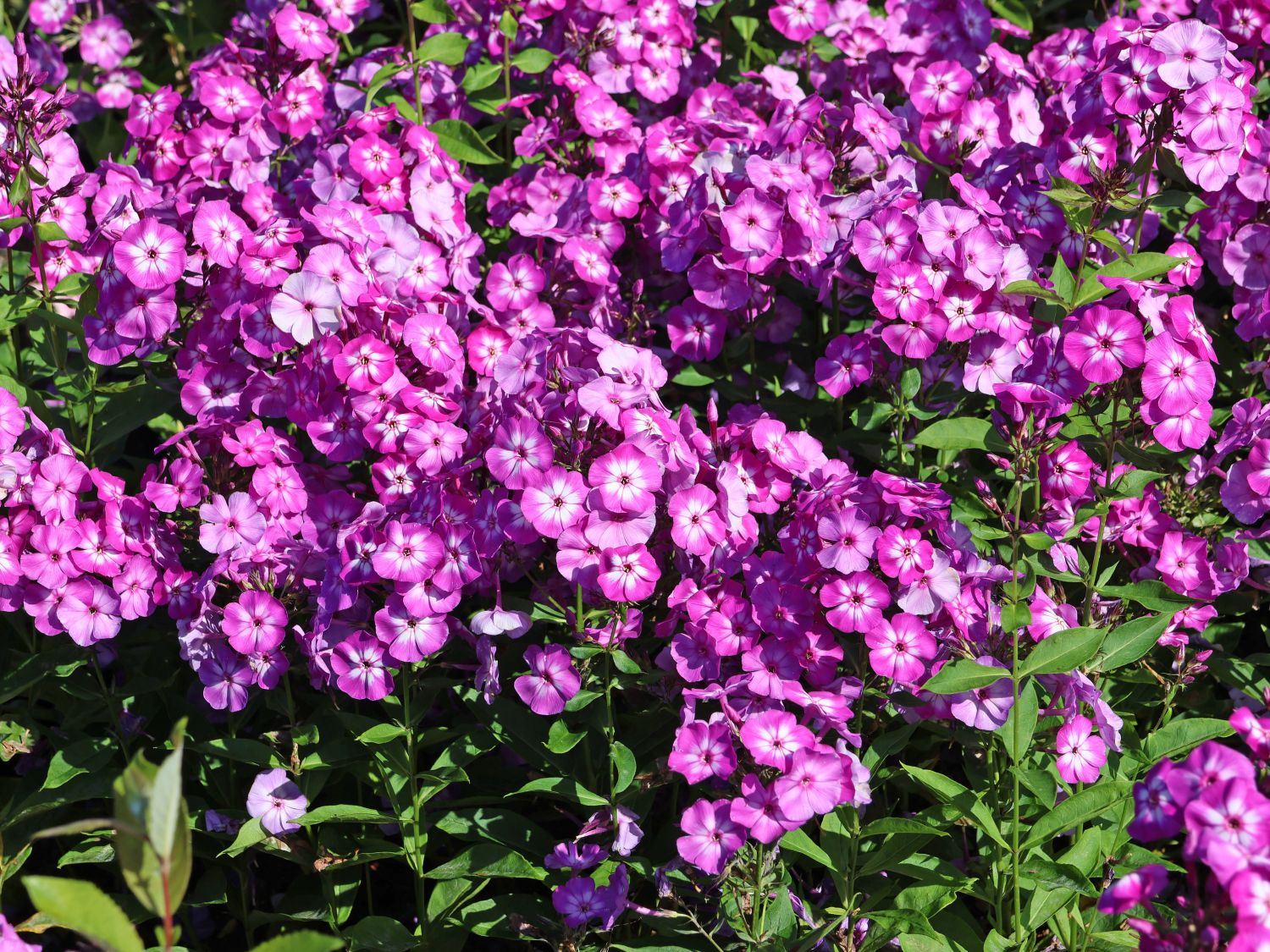 Hohe Flammenblume 'Uspech'