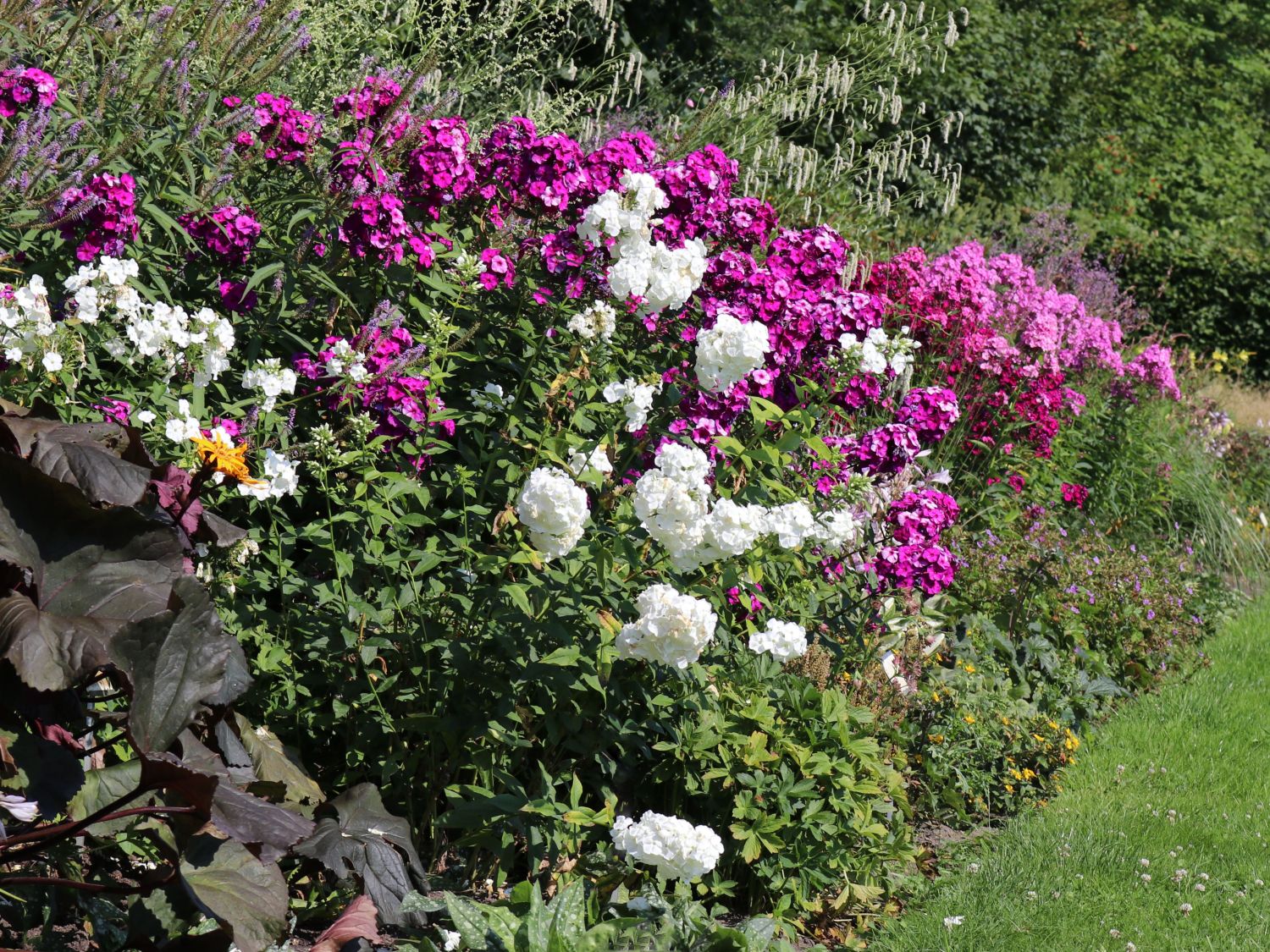 Hohe Flammenblume 'White Admiral' - Phlox paniculata 'White Admiral'