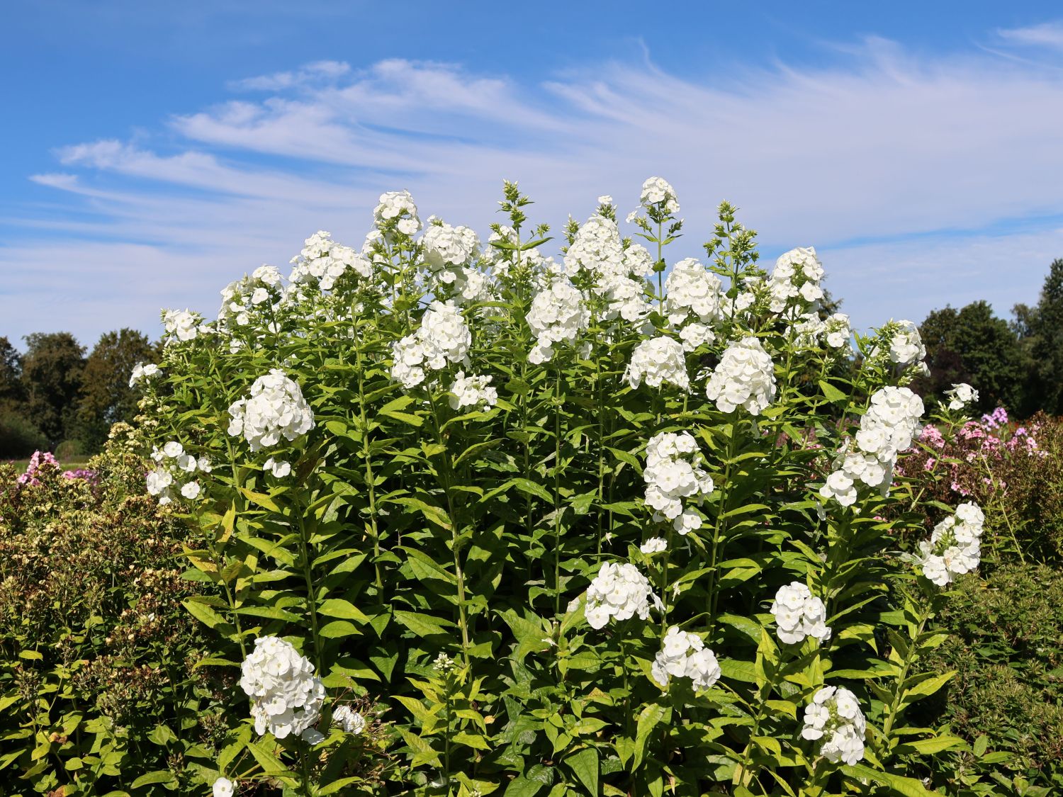 Hohe Flammenblume 'White Admiral' - Phlox paniculata 'White Admiral'