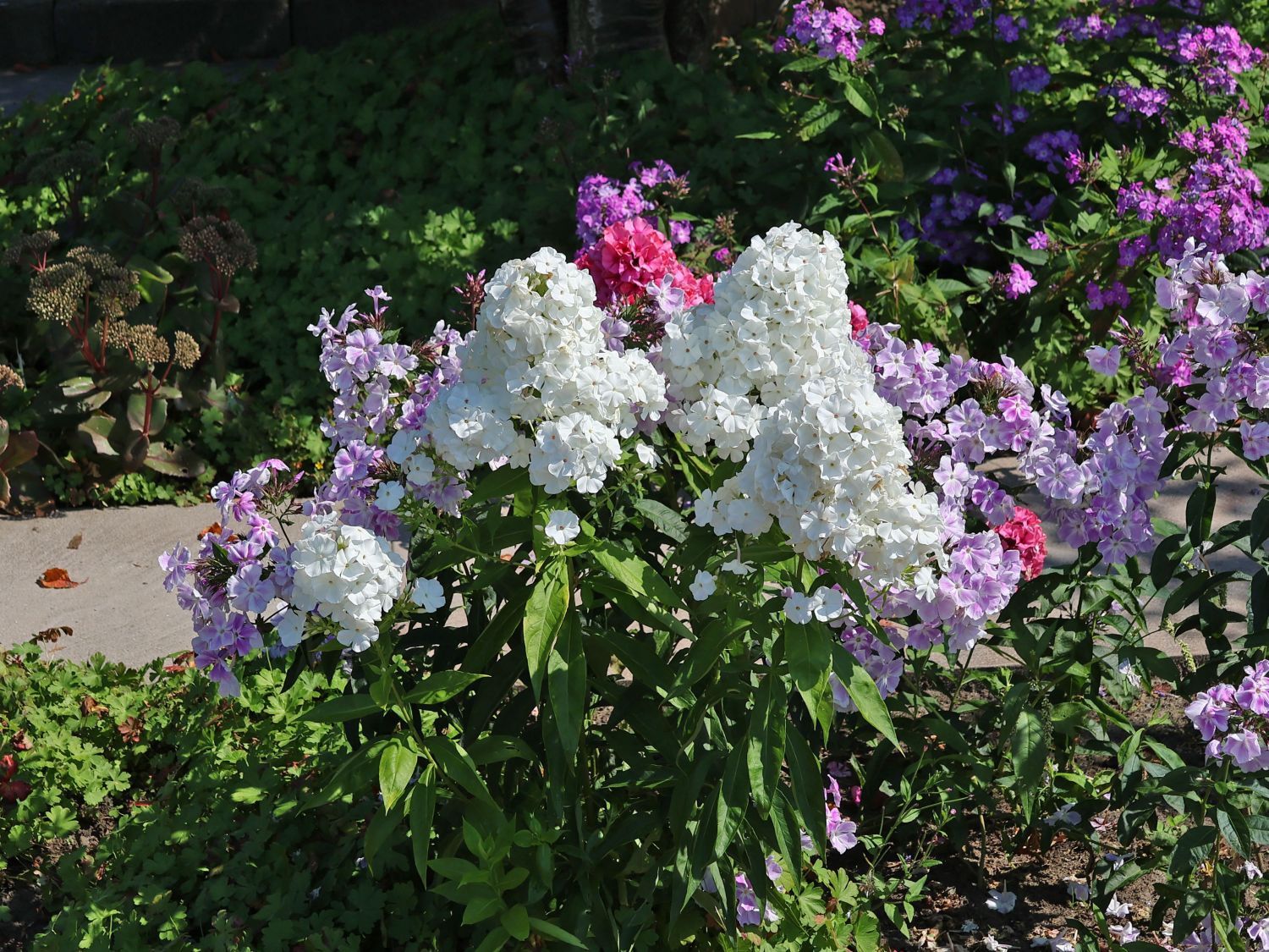Hohe Flammenblume 'White Admiral' - Phlox paniculata 'White Admiral'