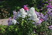 Hohe Flammenblume 'White Admiral' - Phlox paniculata 'White Admiral'