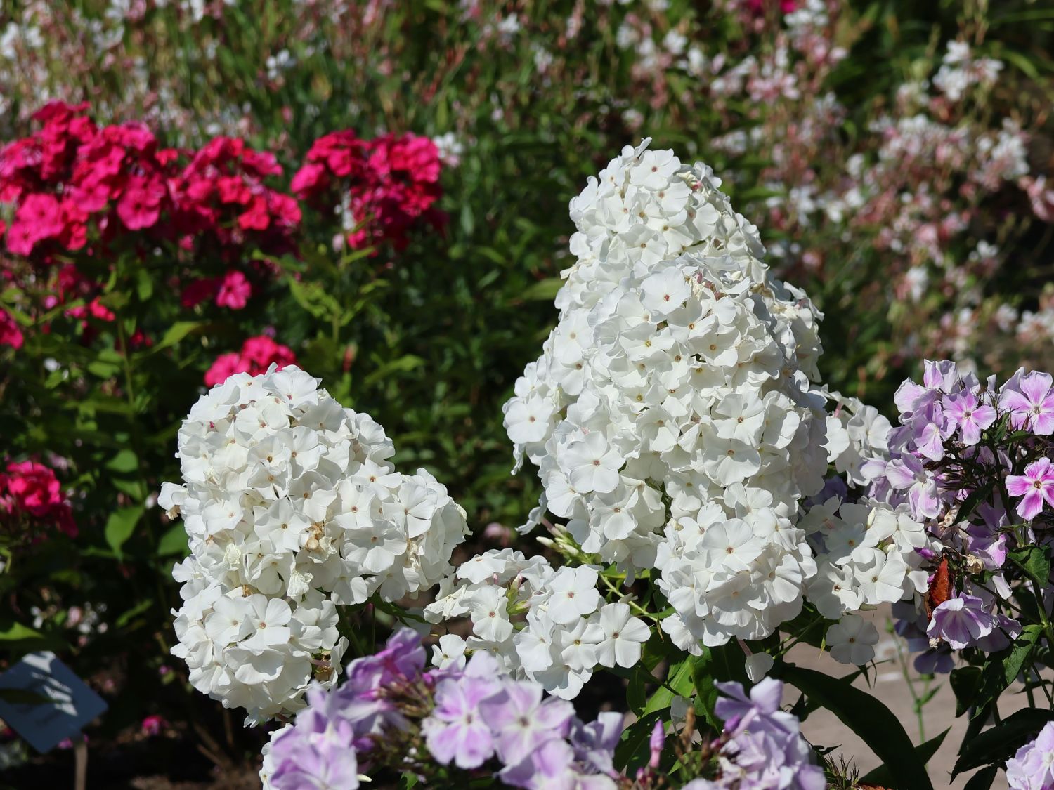 Hohe Flammenblume 'White Admiral' - Phlox paniculata 'White Admiral'