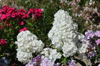 Hohe Flammenblume 'White Admiral' - Phlox paniculata 'White Admiral'