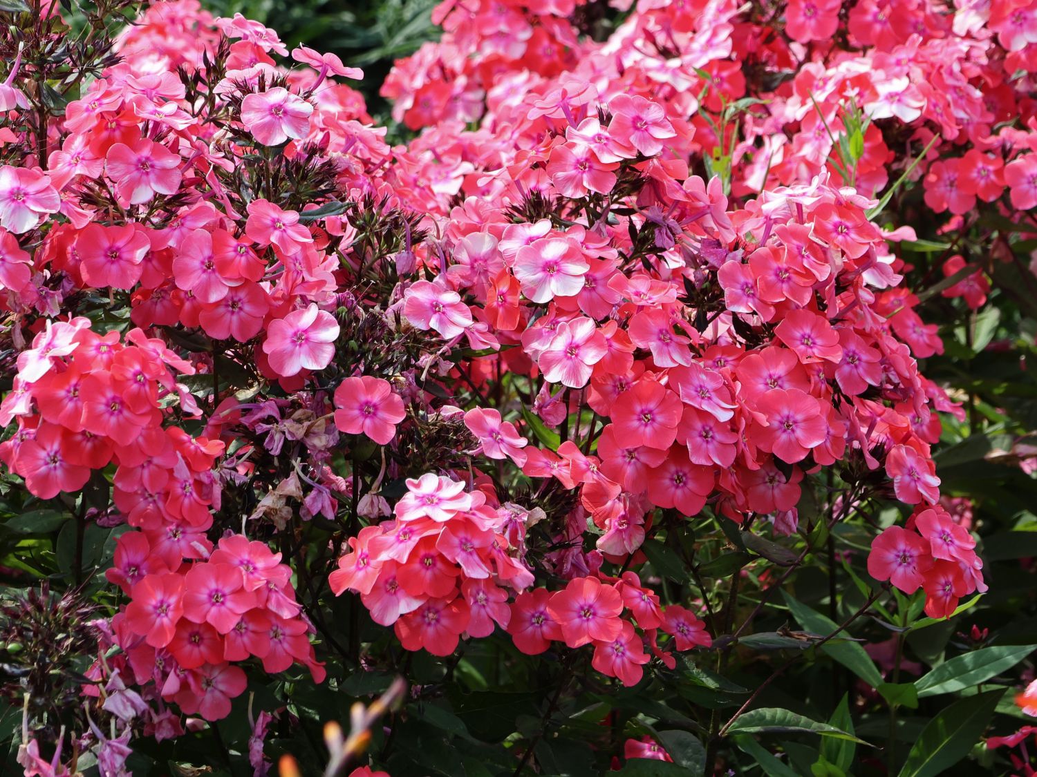 Hohe Flammenblume 'Windsor'