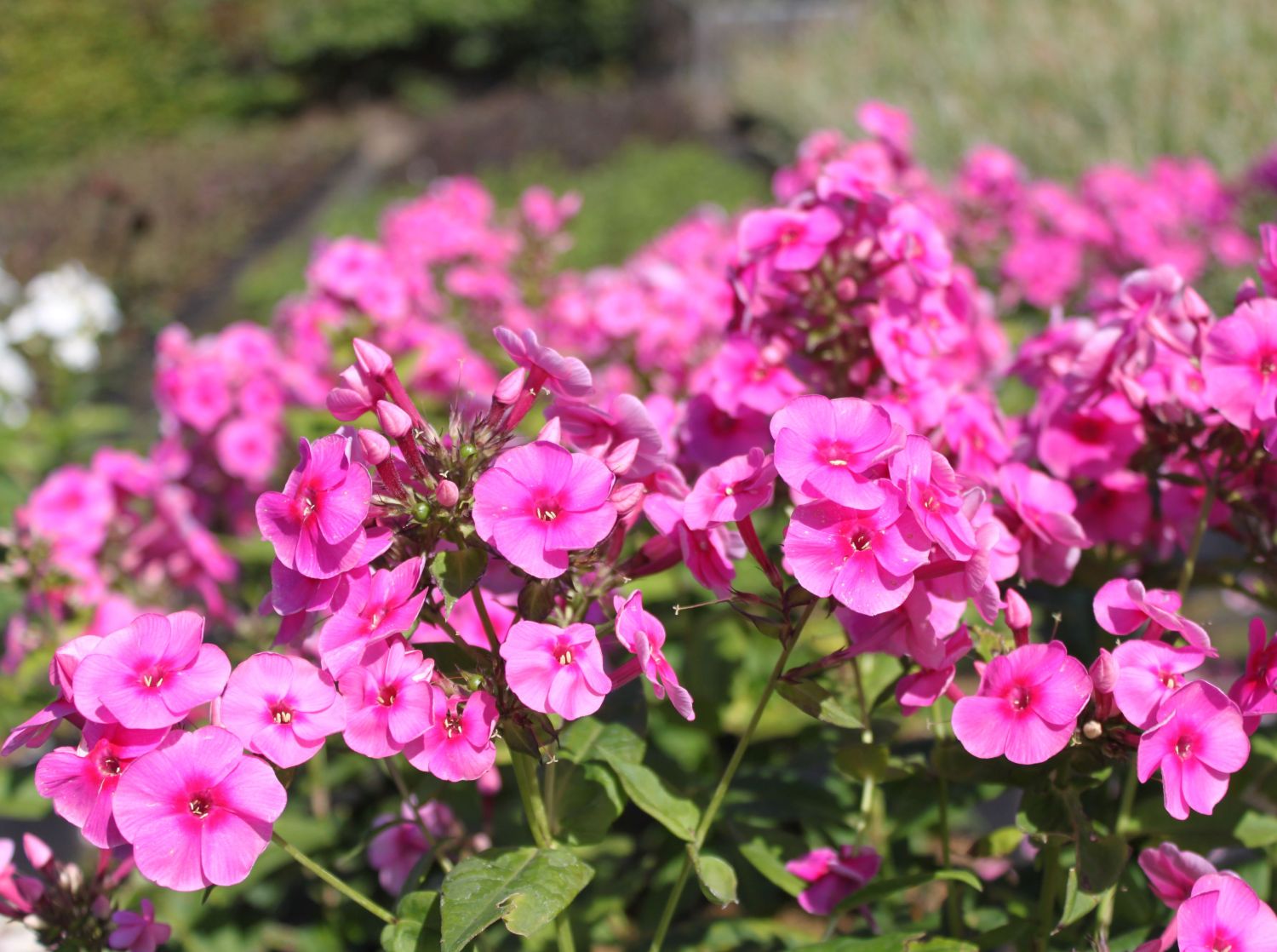 Hohe Flammenblume 'Adessa ® Rose Eye'