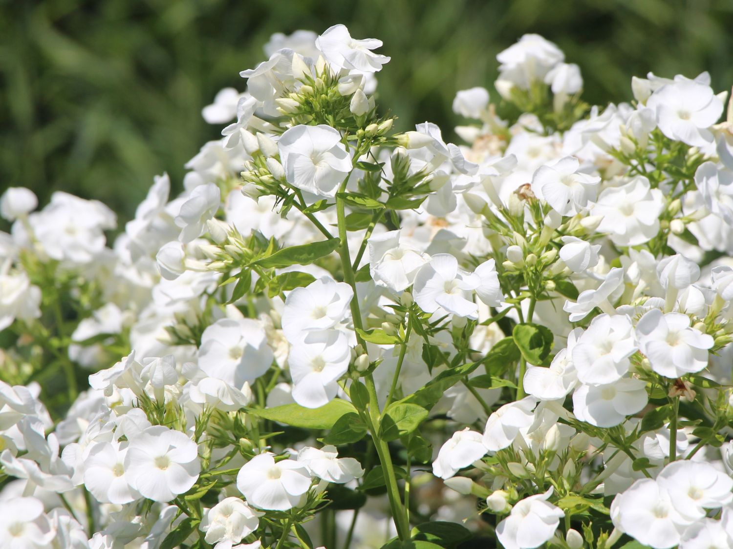 Hohe Garten-Flammenblume 'David'