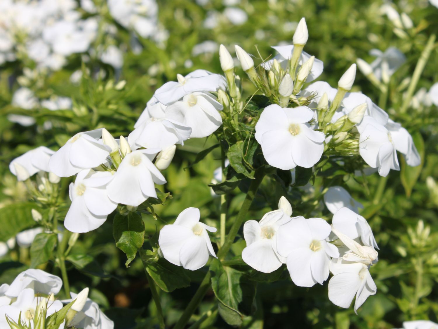 Hohe GartenFlammenblume 'David' Beste Sorten & StaudenWissen