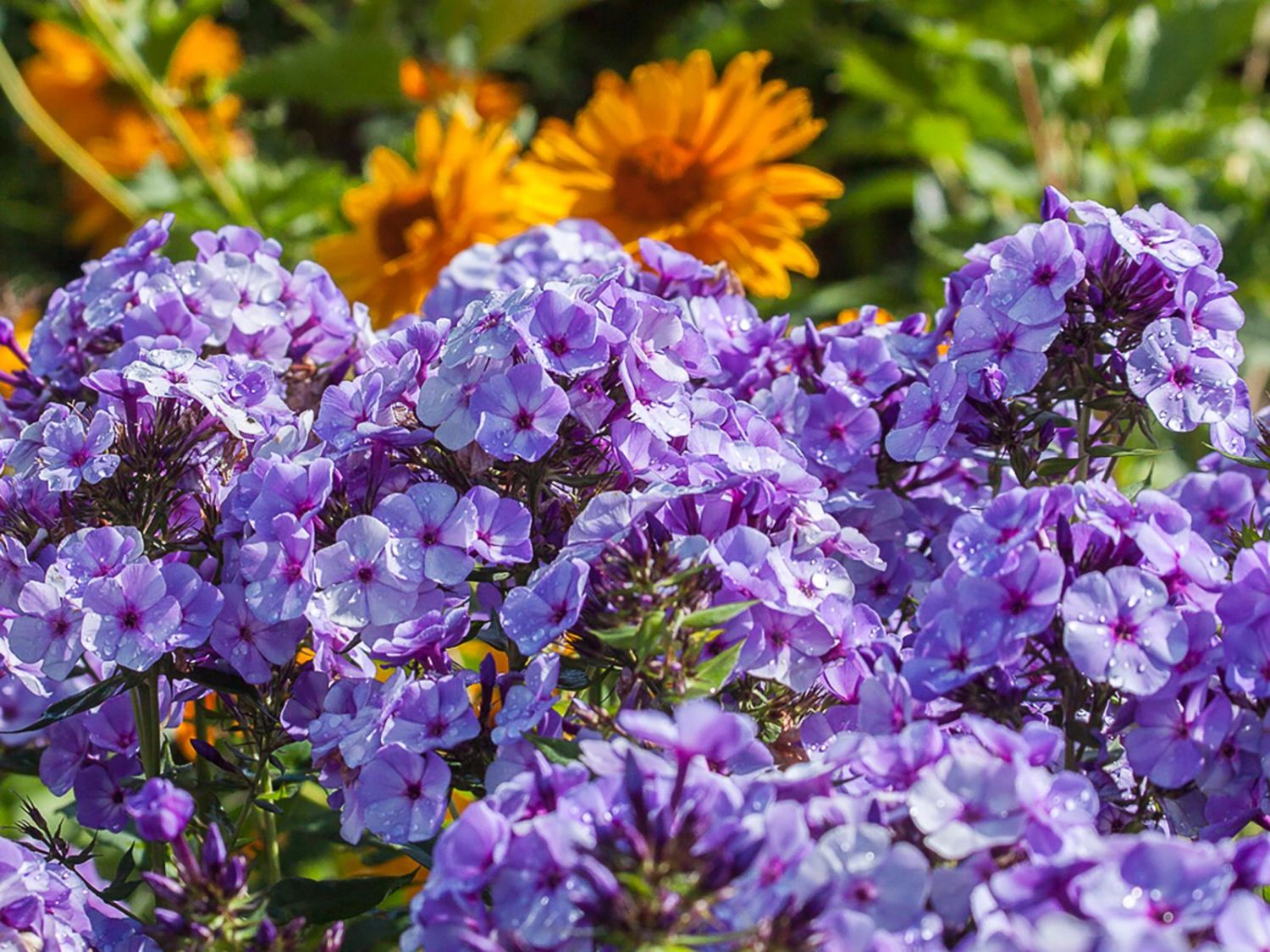 Hohe Garten Flammenblume 'Jeff's Blue'